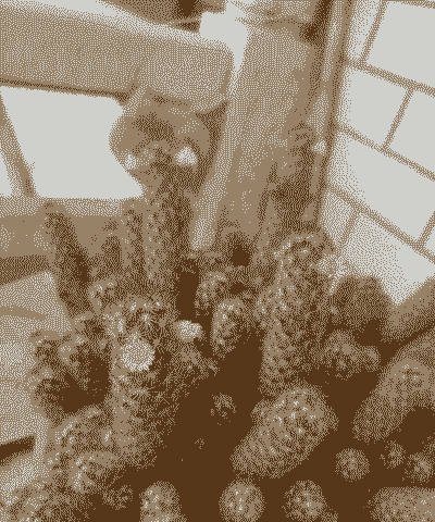 多肉手指玉怎么养殖