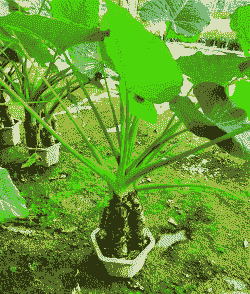 滴水观音在北方怎么养殖