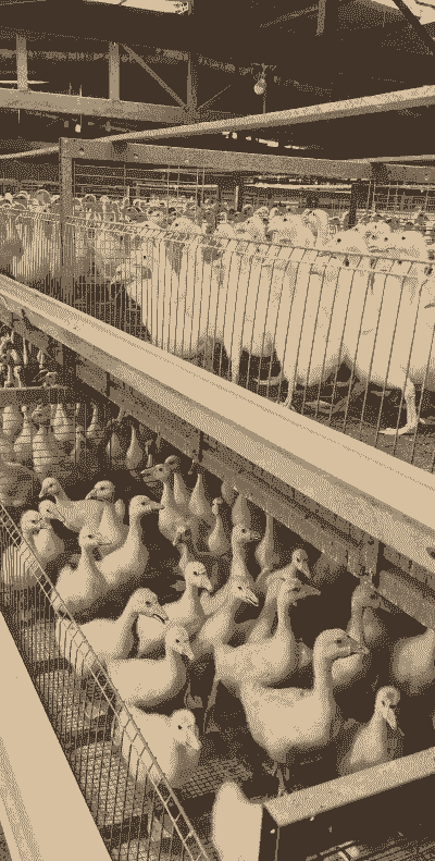 黄石养殖鹅苗怎么喂养