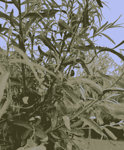 金蝉养殖怎么防疫效果好