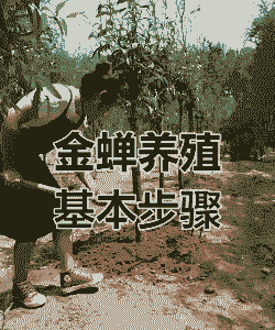 金婵是怎么养殖的