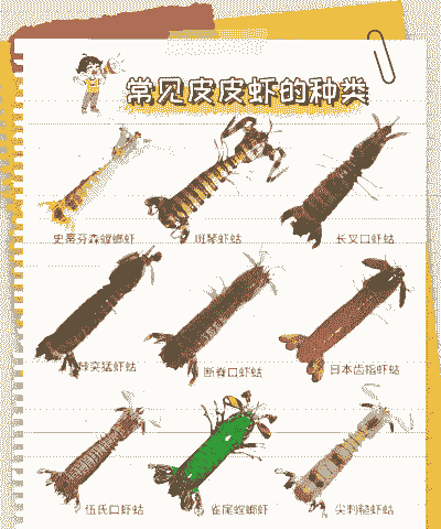 皮皮虾怎么养殖好看