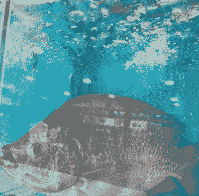 阳春脆肉罗非鱼怎么养殖