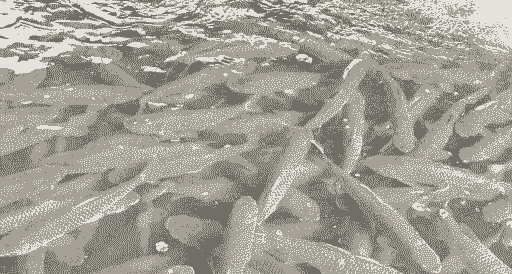 草鱼养殖场怎么建