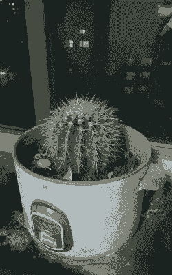 仙人掌不长怎么养殖