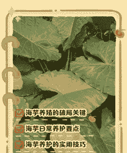 海芋怎么养殖