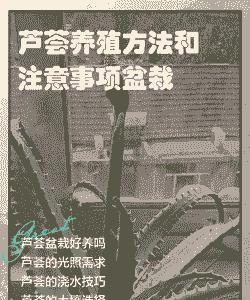 芦荟放在南阳台怎么养殖