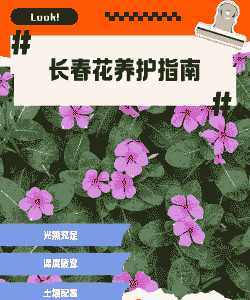 长春花养殖怎么浇水