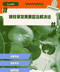铜钱草为什么老发黄 铜钱草为什么老发黄