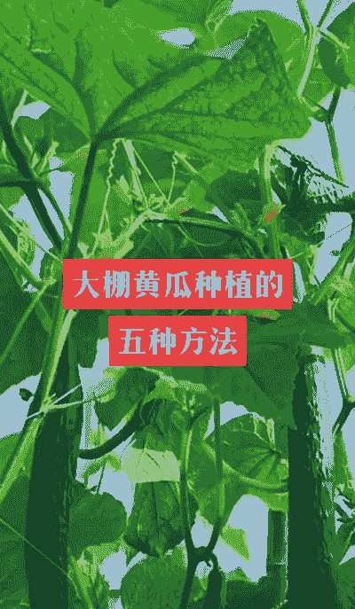 怎么样养殖大棚黄瓜