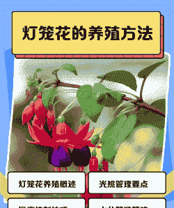 灯笼花春季怎么养殖