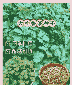 蔬菜叶子怎么养殖好