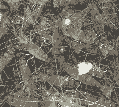 大头虾超市怎么养殖