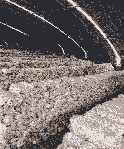 疫情期间平菇怎么养殖