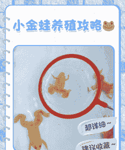 青蛙怎么养殖才能下蛋黄