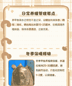 买回的甲鱼冬天怎么养殖