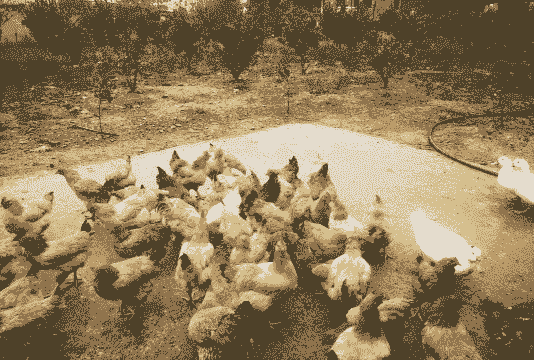 自己养殖的鸡鸭怎么卖掉