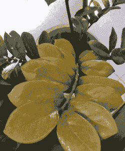 冬季怎么养殖金钱树叶子