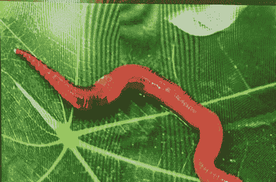 我的世界蚯蚓怎么养殖