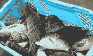 黑坑鲤鱼怎么养殖的