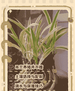 海棠吊兰怎么养殖