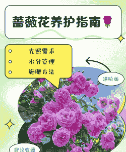 开花后的蔷薇怎么养殖