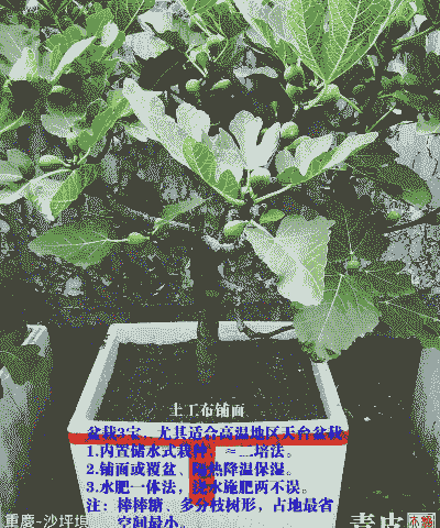 澳洲无花果冬季怎么养殖