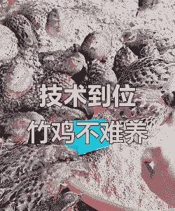 冬季养殖的竹鸡怎么喂养