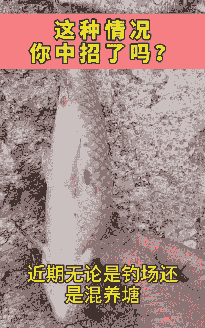 没有鱼塘怎么养殖鲫鱼鱼