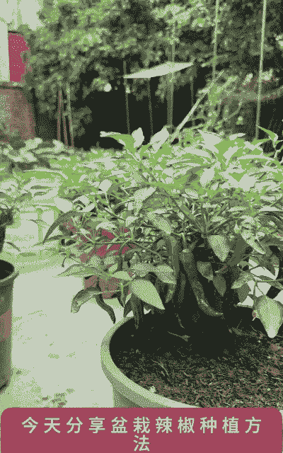 辣椒在北方怎么养殖好