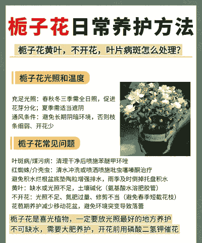 栀子花新疆怎么养殖