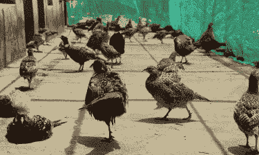 人工养殖野鸡怎么福化