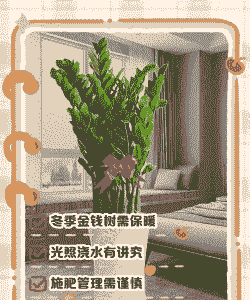 冬季怎么养殖金钱木盆景