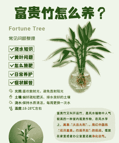 富贵竹养殖怎么施肥