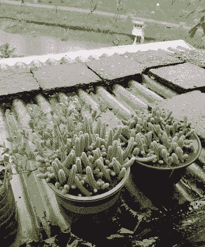 仙人虫怎么养殖