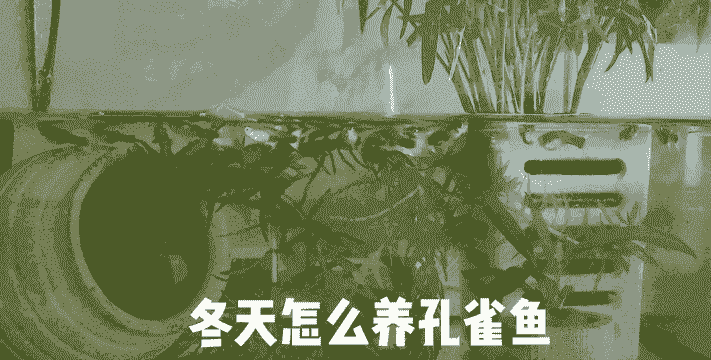 冬天怎么养殖孔雀鱼