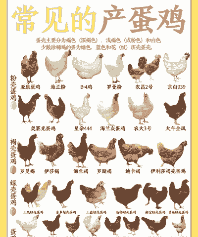 会生蛋的鸡怎么养殖