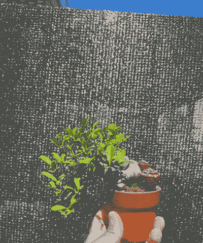 天热小盆景怎么养殖