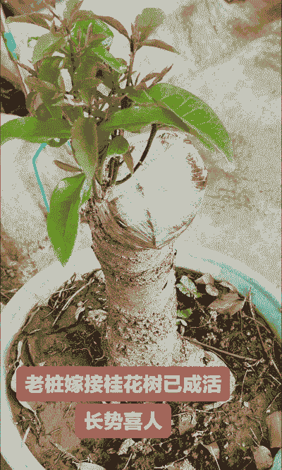 嫁接桂花老桩怎么养殖