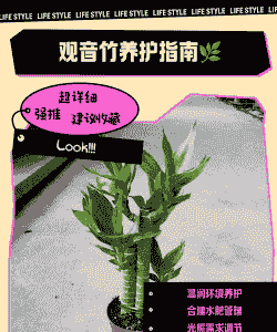 观音竹子怎么养殖的