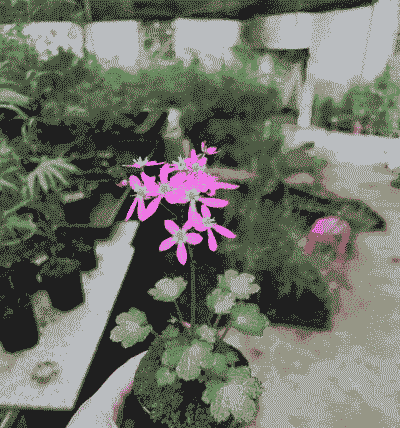 日本大文字草怎么养殖