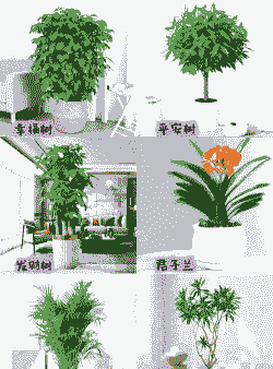 冬季可以养什么 冬季可以养什么