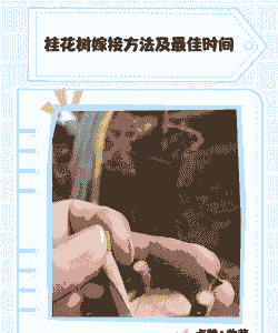 新买的嫁接桂花怎么养殖