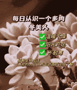 多肉东美人怎么养殖