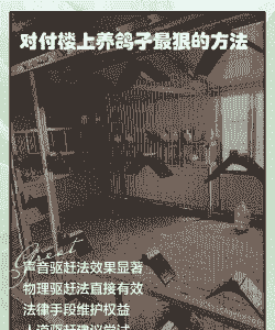 楼顶养殖鸽子怎么做