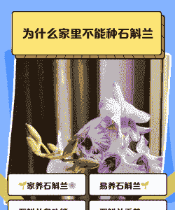 屋里为什么不能养石斛