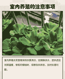 冬季水芙蓉怎么养殖方法