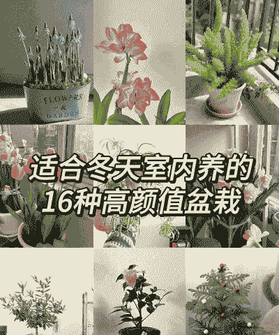 盆栽花冬天怎么养殖最好