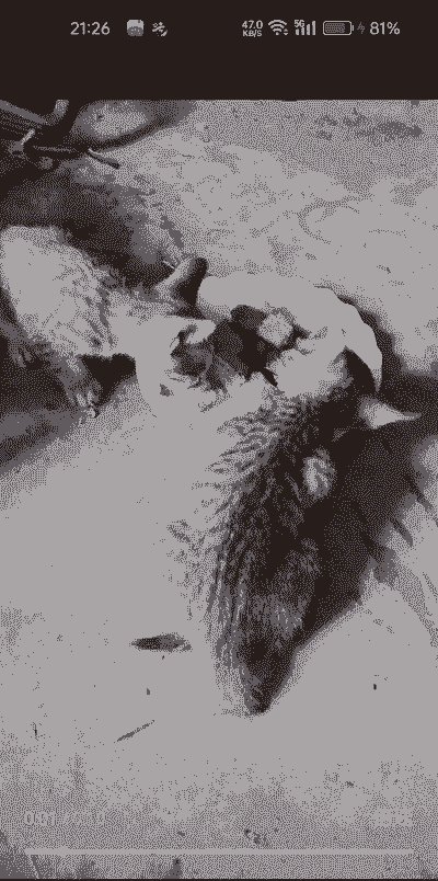 怎么样养殖猪仔狸猫