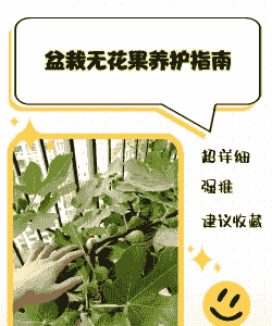 盆栽无花果秋天怎么养殖